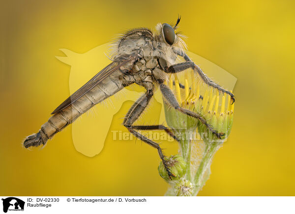 Raubfliege / robber fly / DV-02330