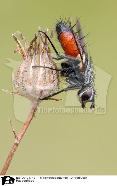 Raupenfliege / tachinids parasitic fly / DV-01742