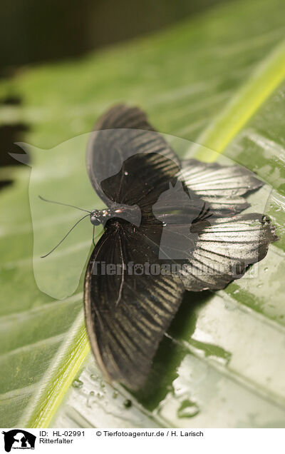 Ritterfalter / swallowtail butterfly / HL-02991