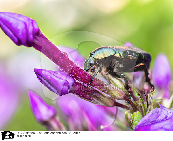 Rosenkfer / flower chafer / SA-01456