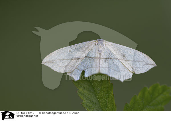 Rotbandspanner / common pink-barred / SA-01212