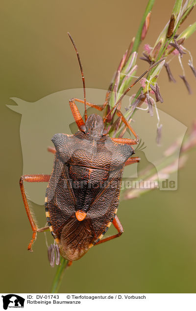 Rotbeinige Baumwanze / shield bug / DV-01743