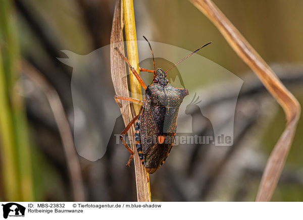 Rotbeinige Baumwanze / cherry stink bug / MBS-23832