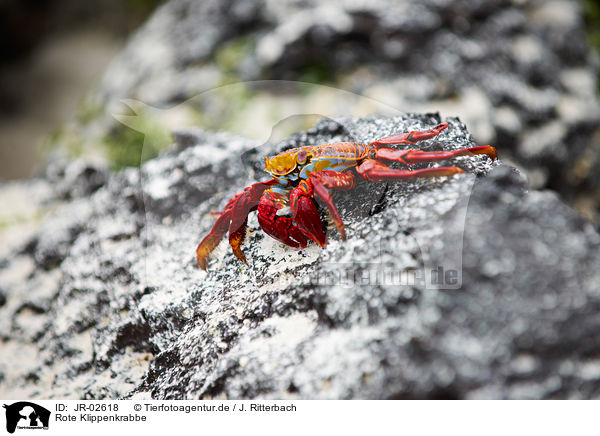 Rote Klippenkrabbe / red rock crab / JR-02618
