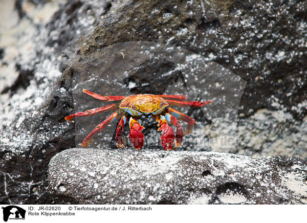 Rote Klippenkrabbe / red rock crab / JR-02620