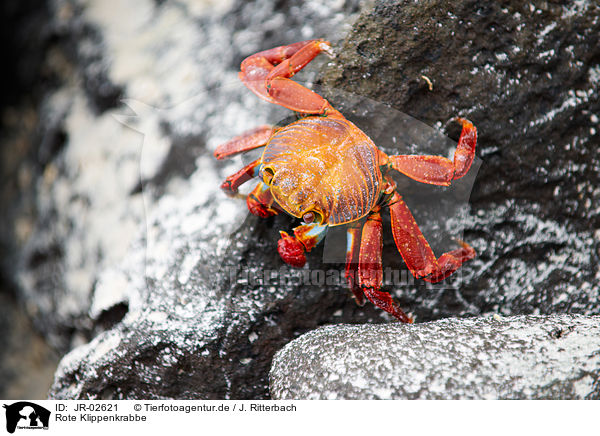 Rote Klippenkrabbe / red rock crab / JR-02621