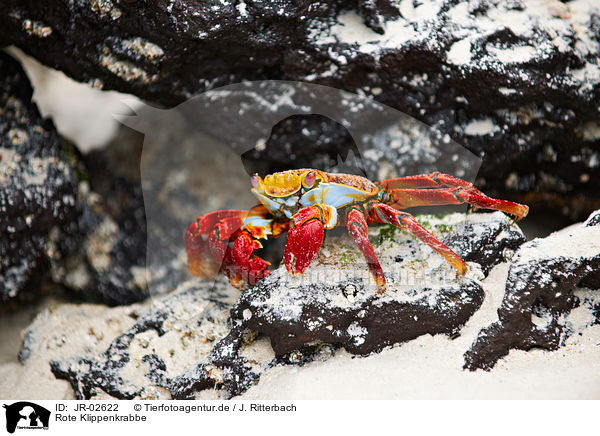 Rote Klippenkrabbe / red rock crab / JR-02622