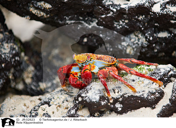 Rote Klippenkrabbe / red rock crab / JR-02623