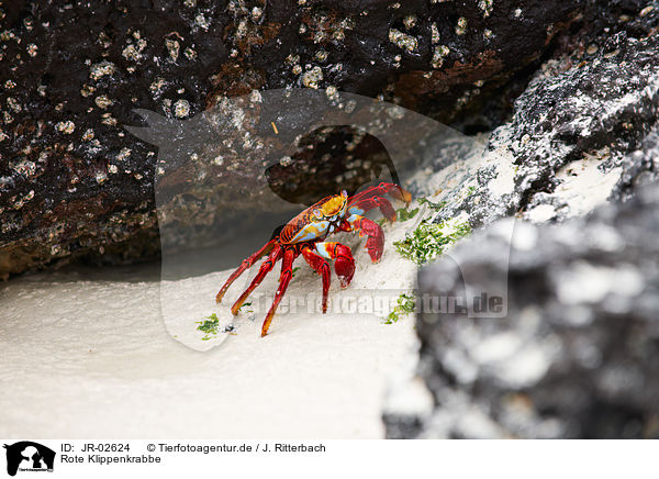 Rote Klippenkrabbe / red rock crab / JR-02624