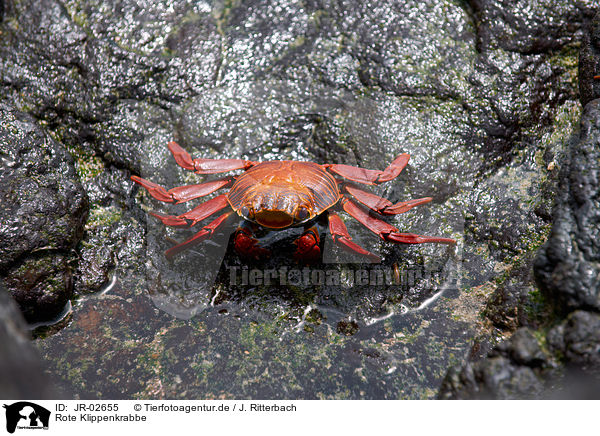 Rote Klippenkrabbe / red rock crab / JR-02655
