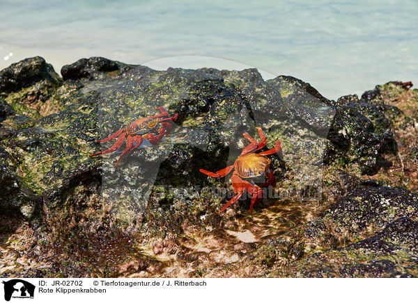 Rote Klippenkrabben / red rock crabs / JR-02702