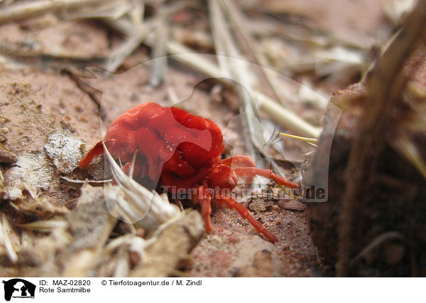 Rote Samtmilbe / red mite / MAZ-02820