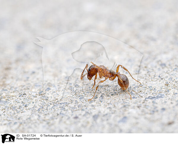 Rote Wegameise / red ant / SA-01724