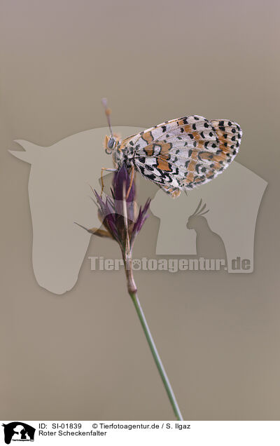 Roter Scheckenfalter / red-band fritillary / SI-01839