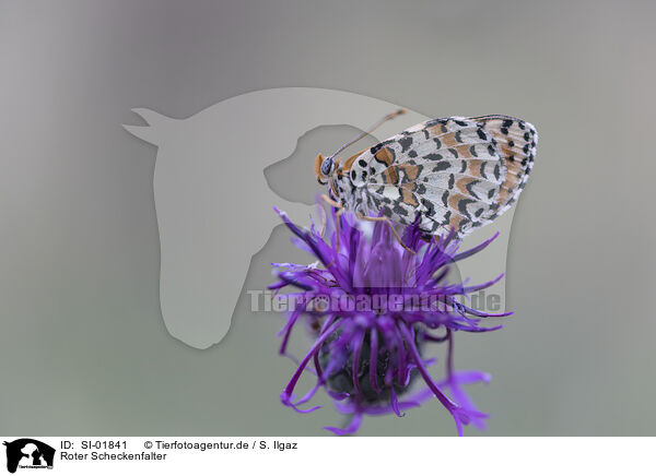 Roter Scheckenfalter / red-band fritillary / SI-01841