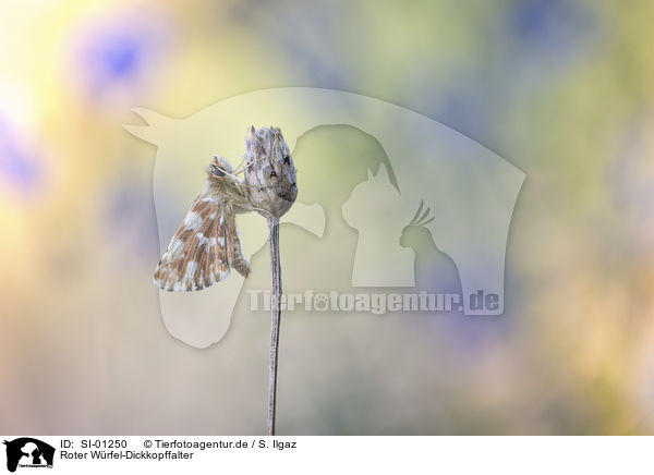 Roter Wrfel-Dickkopffalter / red-underwing Skipper / SI-01250