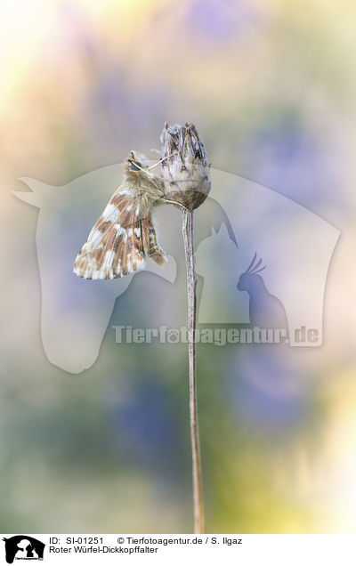 Roter Wrfel-Dickkopffalter / red-underwing Skipper / SI-01251