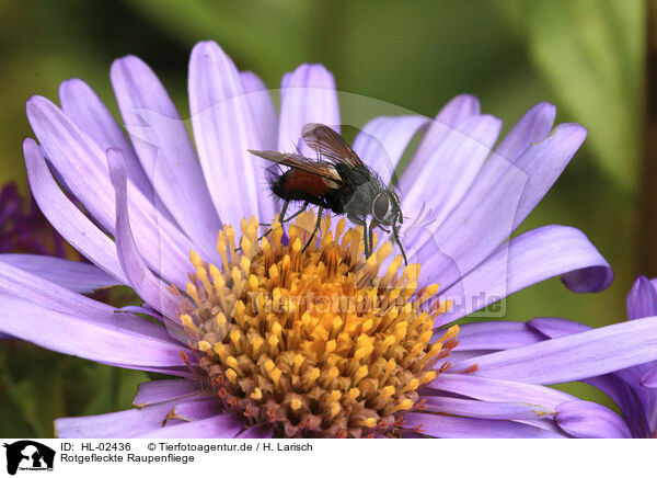 Rotgefleckte Raupenfliege / Red Spotted Parasite Fly / HL-02436