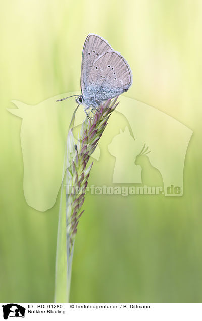 Rotklee-Bluling / BDI-01280