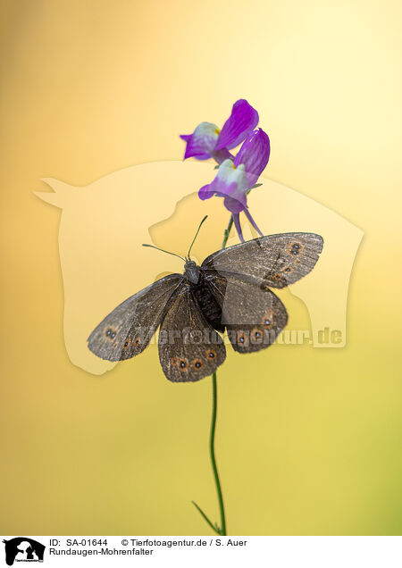 Rundaugen-Mohrenfalter / woodland ringlet butterfly / SA-01644