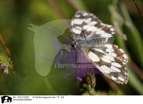 Schachbrettfalter / chessboard butterfly / SO-01845