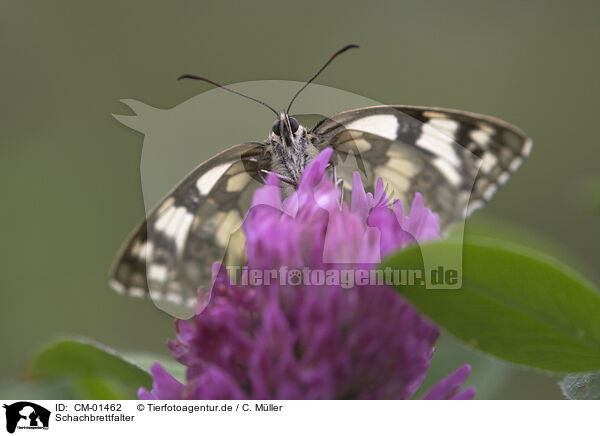 Schachbrettfalter / CM-01462