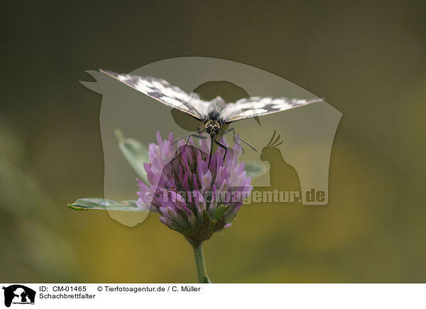 Schachbrettfalter / marbled white / CM-01465