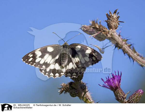 Schachbrettfalter / marbled white butterfly / WS-04025