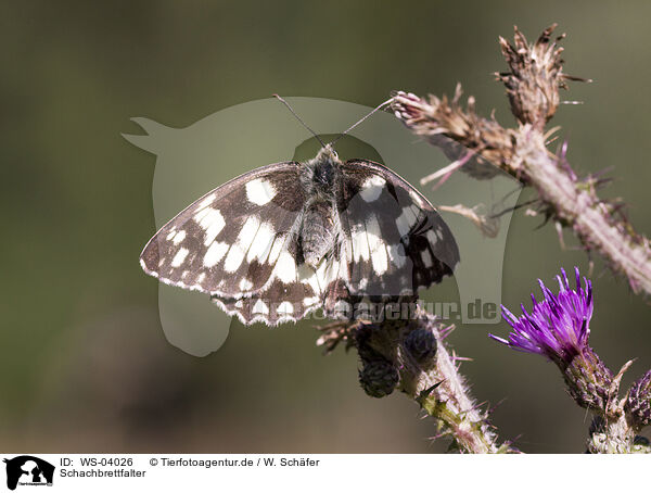 Schachbrettfalter / marbled white butterfly / WS-04026
