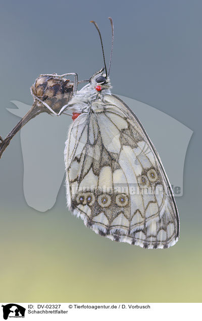 Schachbrettfalter / marbled white butterfly / DV-02327