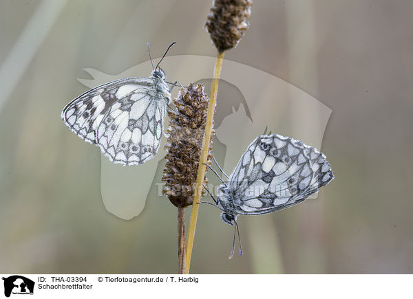 Schachbrettfalter / marbled white butterflies / THA-03394
