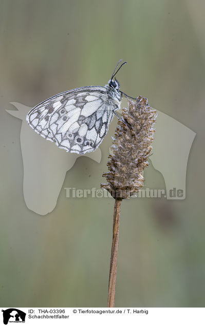 Schachbrettfalter / marbled white butterfly / THA-03396