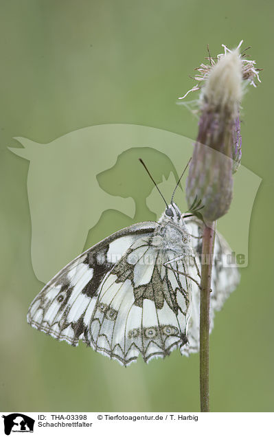 Schachbrettfalter / marbled white butterfly / THA-03398