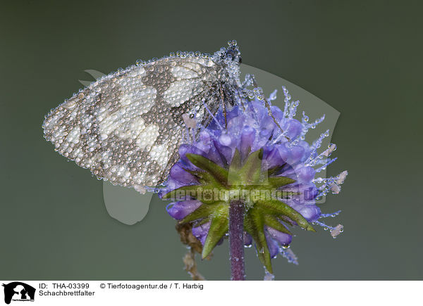 Schachbrettfalter / marbled white butterfly / THA-03399