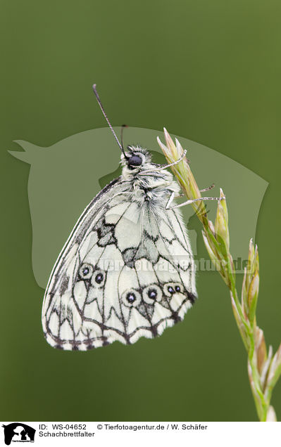 Schachbrettfalter / marbled white butterfly / WS-04652