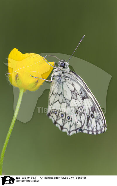 Schachbrettfalter / marbled white butterfly / WS-04653