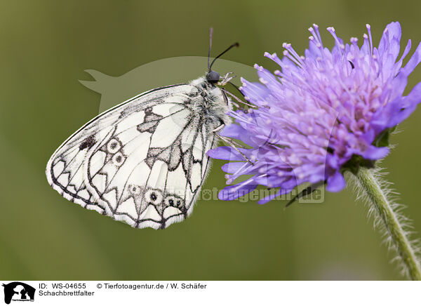 Schachbrettfalter / marbled white butterfly / WS-04655