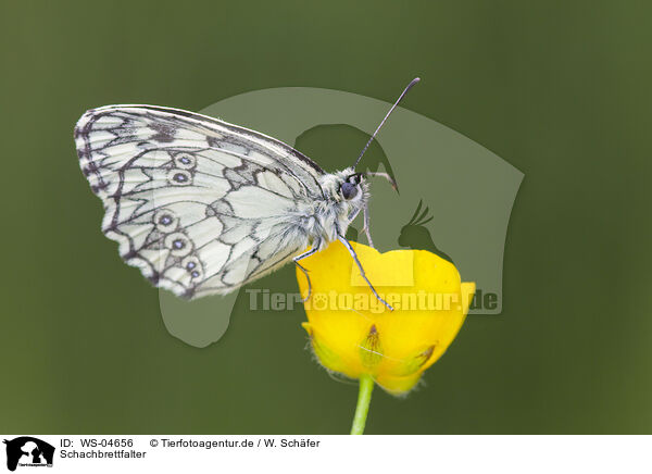 Schachbrettfalter / marbled white butterfly / WS-04656
