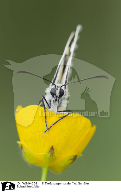 Schachbrettfalter / marbled white butterfly / WS-04658