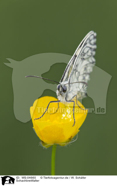 Schachbrettfalter / marbled white butterfly / WS-04660