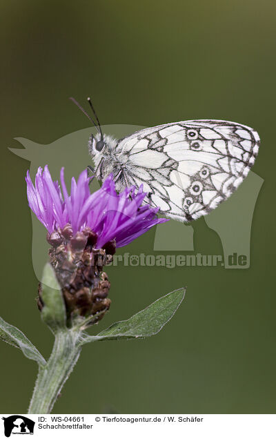 Schachbrettfalter / marbled white butterfly / WS-04661