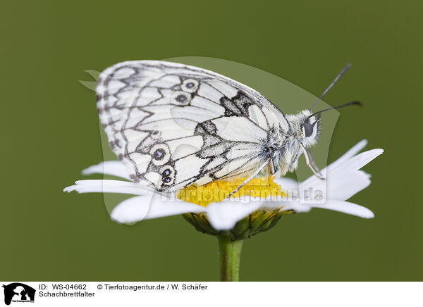 Schachbrettfalter / marbled white butterfly / WS-04662