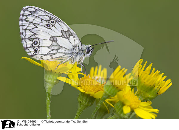 Schachbrettfalter / marbled white butterfly / WS-04663