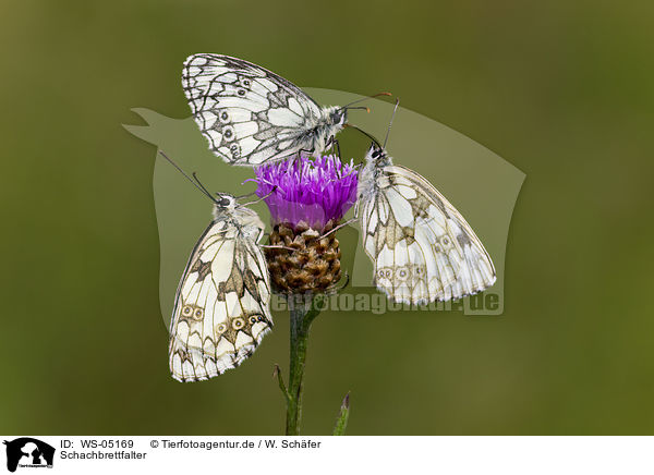 Schachbrettfalter / marbled white butterflies / WS-05169