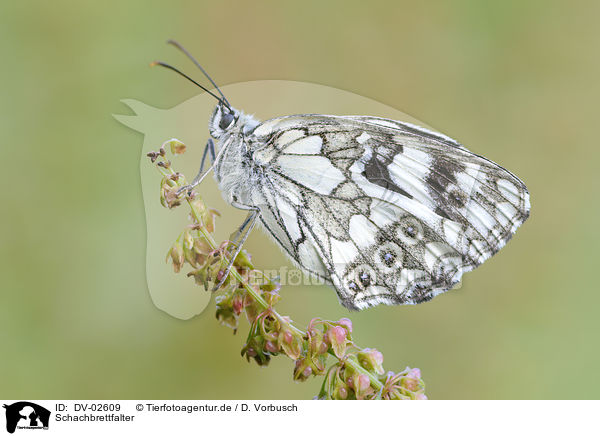 Schachbrettfalter / marbled white butterfly / DV-02609