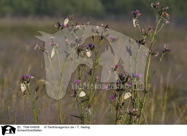 Schachbrettfalter / marbled white butterflies / THA-04908