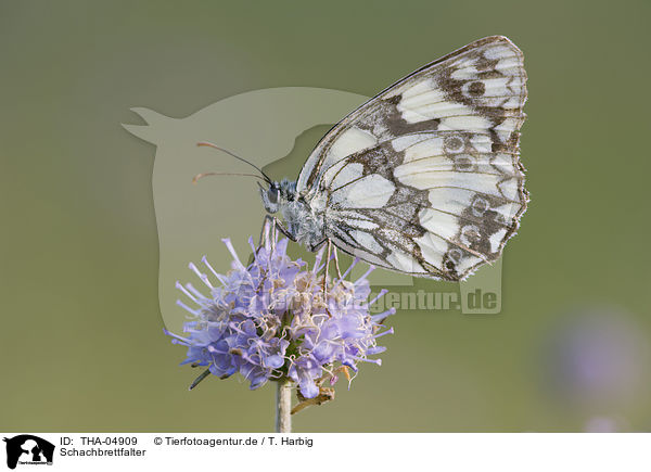 Schachbrettfalter / marbled white butterfly / THA-04909