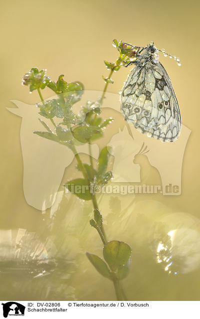 Schachbrettfalter / marbled white / DV-02806