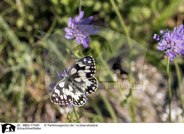 Schachbrettfalter / marbled white / MBS-17490