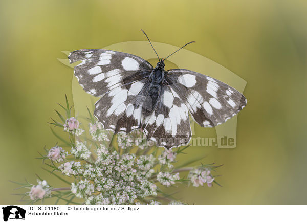 Schachbrettfalter / Marbled White / SI-01180